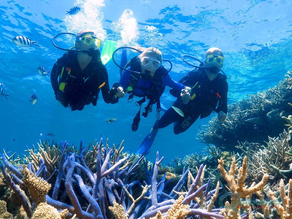 Guided House-Reef Dive