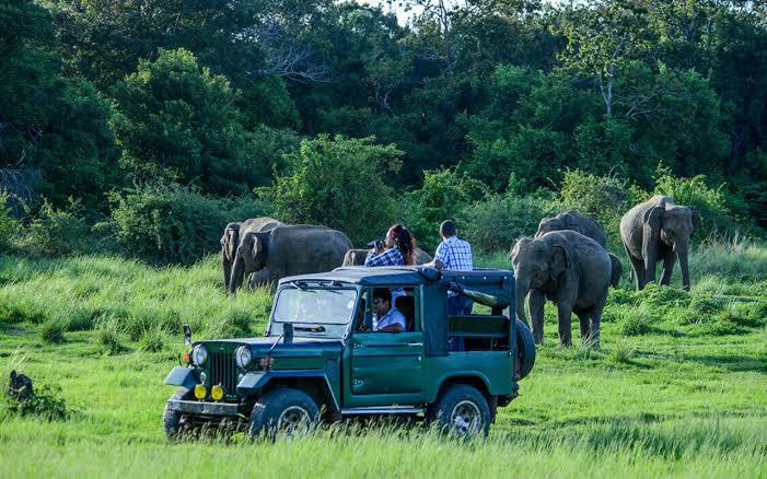 Luxury Safari Experience