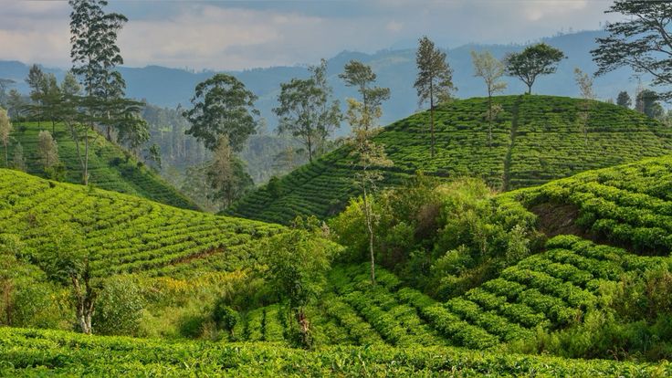 Tea Highlands