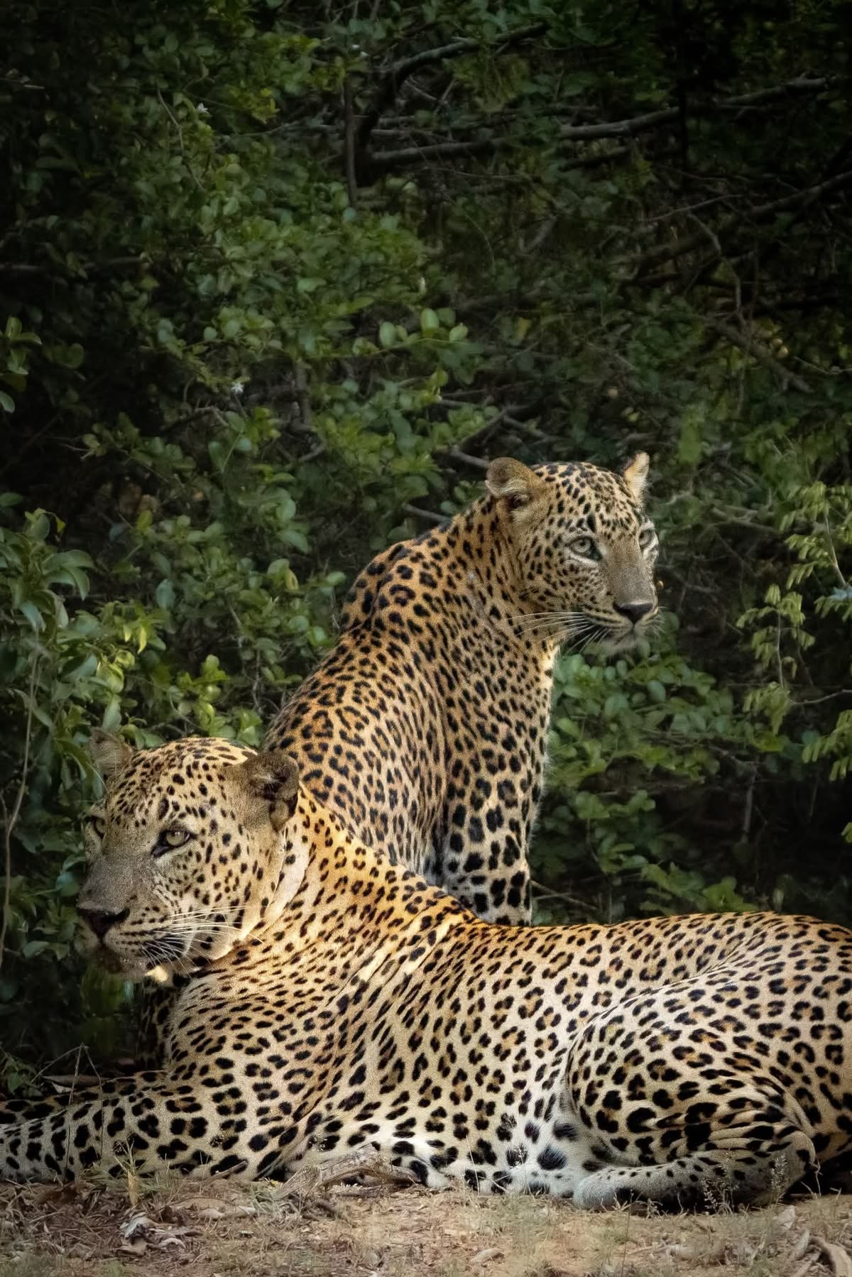 Yala Wildlife Region